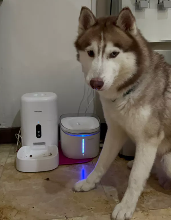 Furry Friend with Cherry Home's Smart Pet Feeder